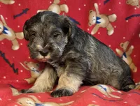 Theodore , a male Miniature Schnauzer for sale in Woodburn, IN – Photo 4 of 4