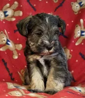 Theodore , a male Miniature Schnauzer for sale in Woodburn, IN – Photo 1 of 4