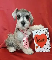 Noah, a male Miniature Schnauzer for sale in Woodburn, IN – Photo 2 of 4