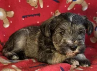 Theodore , a male Miniature Schnauzer for sale in Woodburn, IN – Photo 2 of 4