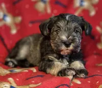 Theodore , a male Miniature Schnauzer for sale in Woodburn, IN – Photo 3 of 4