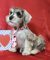 Noah, a male Miniature Schnauzer for sale in Woodburn, IN – Photo 4 of 4