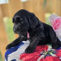 Willow , a female Goldendoodle for sale in Woodburn, IN – 4 of 4