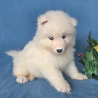 Reef, a male Samoyed for sale in Woodburn, IN – 2 of 4