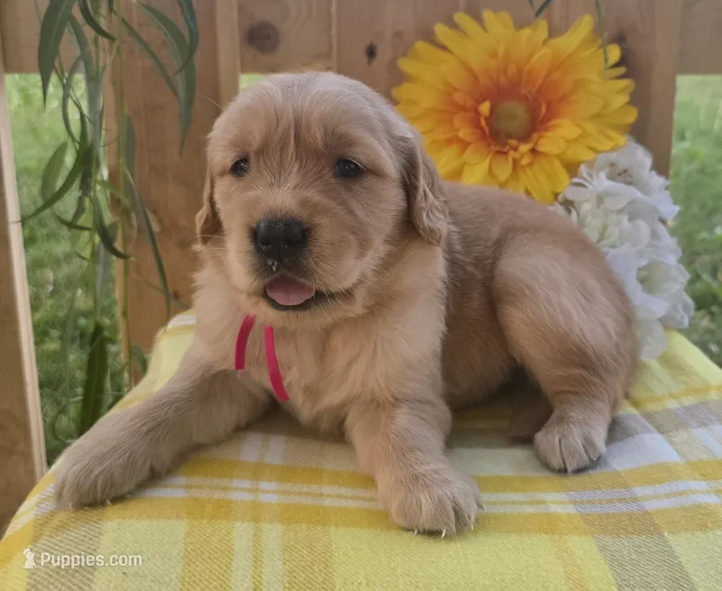 Paisy – Golden Retriever puppy for sale in Woodburn, IN