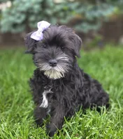 Sassy, a female Miniature Schnauzer for sale in Woodburn, IN – 2 of 5