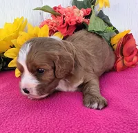 Kayla, a female Cavapoo for sale in Woodburn, IN – 3 of 3