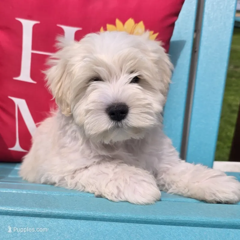 Nemo – Miniature Schnauzer puppy for sale in Woodburn, IN