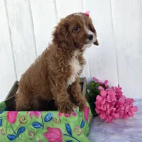 Elsa , a female Cavapoo for sale in Woodburn, IN – 2 of 3