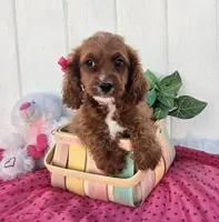 Eleanor , a female Cavapoo for sale in Woodburn, IN – 3 of 4