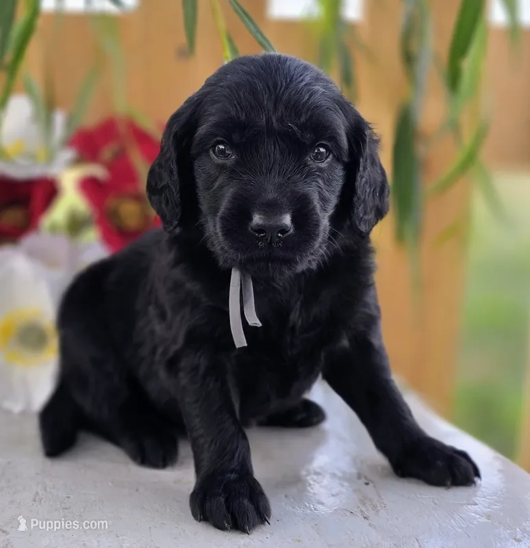 Duke – Goldendoodle puppy for sale in Woodburn, IN