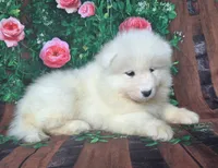 Junebug, a female Samoyed for sale in Woodburn, IN – 3 of 4