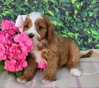Krystal , a female Cavapoo for sale in Woodburn, IN – 4 of 4