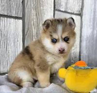 Mocha , a female Pomsky for sale in Woodburn, IN – Photo 3 of 4