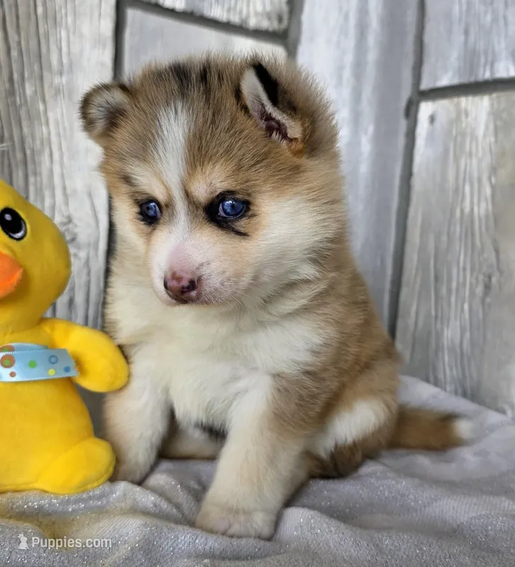 Mocha  – Pomsky puppy for sale in Woodburn, IN