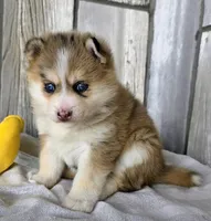 Mocha , a female Pomsky for sale in Woodburn, IN – Photo 2 of 4
