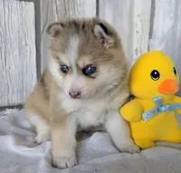 Mocha , a female Pomsky for sale in Woodburn, IN – Photo 4 of 4