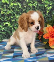 Solly, a male Cavalier King Charles Spaniel for sale in Woodburn, IN – 3 of 3