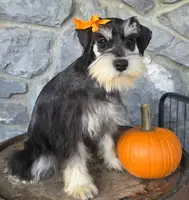 Luna, a female Miniature Schnauzer for sale in Woodburn, IN – Photo 3 of 4