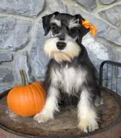 Luna, a female Miniature Schnauzer for sale in Woodburn, IN – Photo 1 of 4