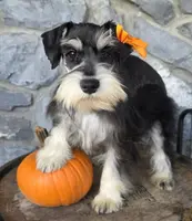 Luna, a female Miniature Schnauzer for sale in Woodburn, IN – Photo 2 of 4