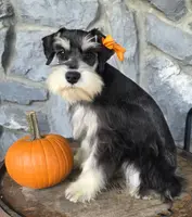 Luna, a female Miniature Schnauzer for sale in Woodburn, IN – Photo 4 of 4