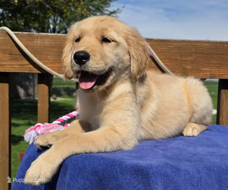 Posey – Golden Retriever puppy for sale in Woodburn, IN