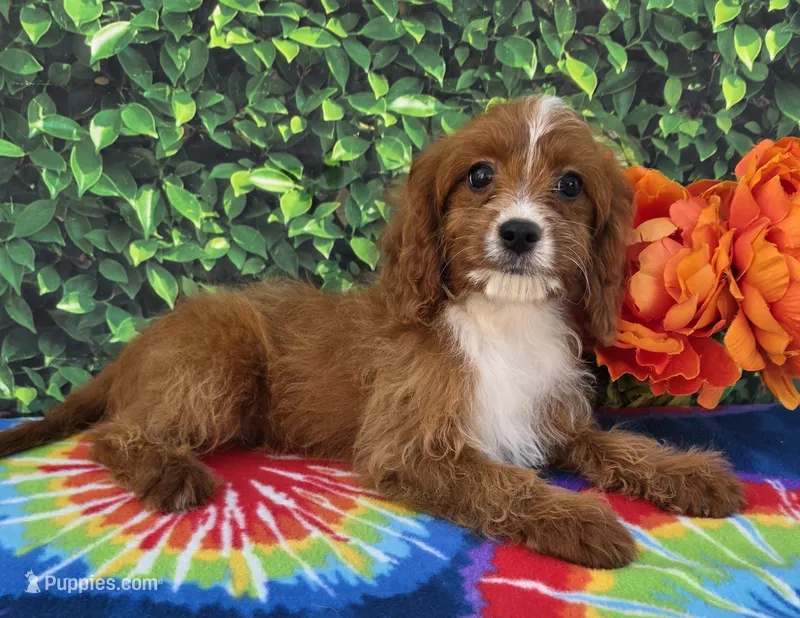 Ethan  – Cavapoo puppy for sale in Woodburn, IN