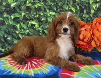 Ethan , a male Cavapoo for sale in Woodburn, IN – 1 of 5