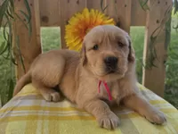 Paisy, a female Golden Retriever for sale in Woodburn, IN – 3 of 4