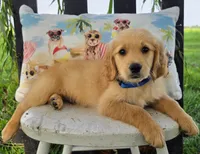 Chico, a male Goldendoodle for sale in Woodburn, IN – 3 of 3