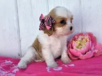 Cora, a female Cavalier King Charles Spaniel for sale in Woodburn, IN – 4 of 4