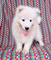 River, a male Samoyed for sale in Woodburn, IN – 6 of 6