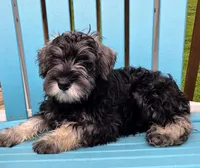 Alvin, a male Miniature Schnauzer for sale in Woodburn, IN – 4 of 4