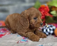 Chia, a female Cavapoo for sale in Woodburn, IN – 3 of 4