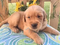 Tucker, a male Golden Retriever for sale in Woodburn, IN – 2 of 3