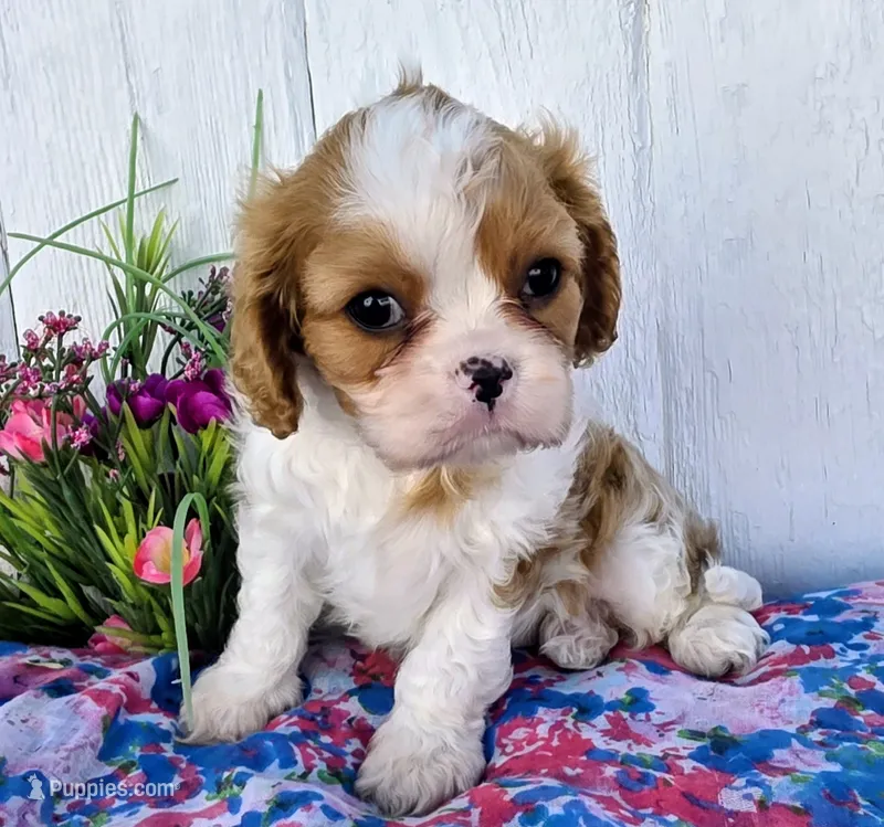 Daisy – Cavalier King Charles Spaniel puppy for sale in Woodburn, IN