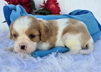Solly, a male Cavalier King Charles Spaniel for sale in Woodburn, IN – 4 of 5