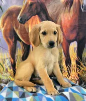 Mochie , a male Goldendoodle for sale in Woodburn, IN – 3 of 3