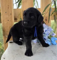 Blue, a male Goldendoodle for sale in Woodburn, IN – 4 of 4