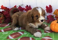Russet, a male Cavapoo for sale in Woodburn, IN – 5 of 5