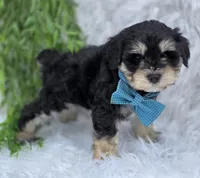 Buddy, a male Miniature Schnauzer for sale in Woodburn, IN – Photo 3 of 4