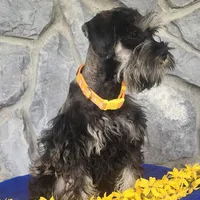 Ted, a male Miniature Schnauzer for sale in Woodburn, IN – Photo 2 of 4