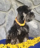 Ted, a male Miniature Schnauzer for sale in Woodburn, IN – Photo 2 of 4