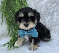Buddy, a male Miniature Schnauzer for sale in Woodburn, IN – Photo 1 of 4