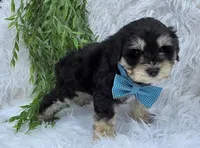 Buddy, a male Miniature Schnauzer for sale in Woodburn, IN – Photo 4 of 4