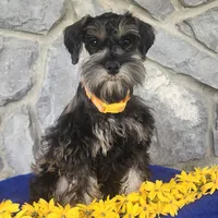 Ted, a male Miniature Schnauzer for sale in Woodburn, IN – Photo 1 of 4