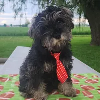 Ted, a male Miniature Schnauzer for sale in Woodburn, IN – Photo 4 of 4