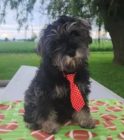 Ted, a male Miniature Schnauzer for sale in Woodburn, IN – Photo 4 of 4