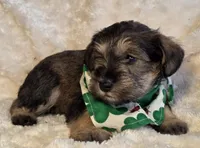 Simon, a male Miniature Schnauzer for sale in Woodburn, IN – Photo 2 of 4